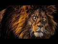 Lion sounds with roaring and growling. 4 hours of lion sound effects
