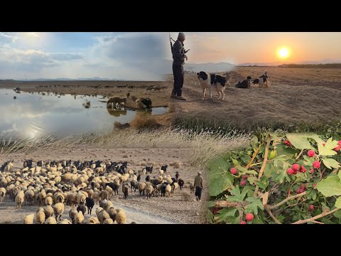 af en hyrde i Iran 🇮🇷 | Fodring af flokken om efteråret | Nomaders skønhed og kamp