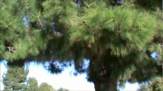 Love Always Commands by Roberta Flack