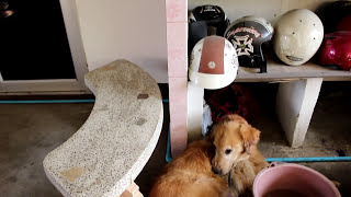 Tick Infested Golden Retriever Neglected And Injured