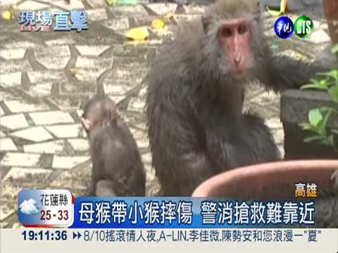 母猴帶小猴摔傷 警消搶救變對峙