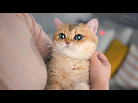 고양이 코비는 되고 베리는 안되는것