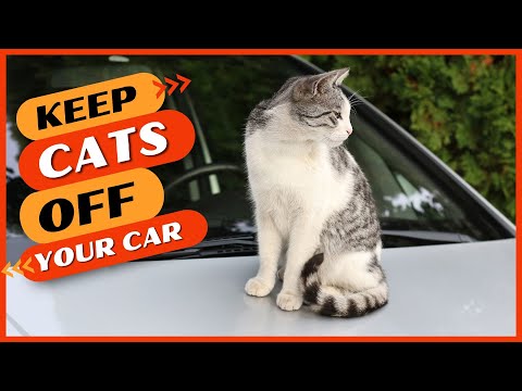 How to Stop Cats Going on Your Car (Most Effective Ways)