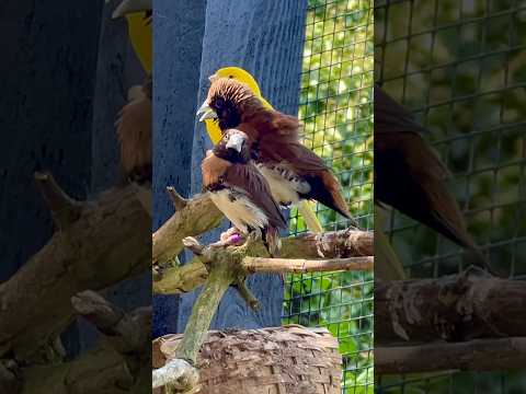 Chestnut breasted munia male dancing for female #bird #birds #nature #animals #birdsong