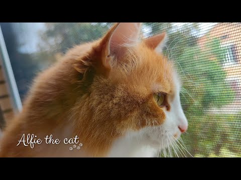 Alfie the cat - Looking out the window
