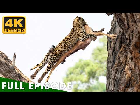 SOUTH LUANGWA | Deep in the Valley of Hunters (Full Episode) | Lion Documentary