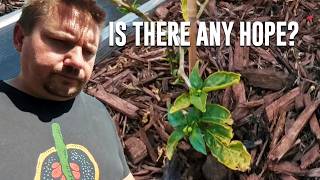 Is My Garden Going to Survive?! 2 Weeks After Hail Damage - an update.