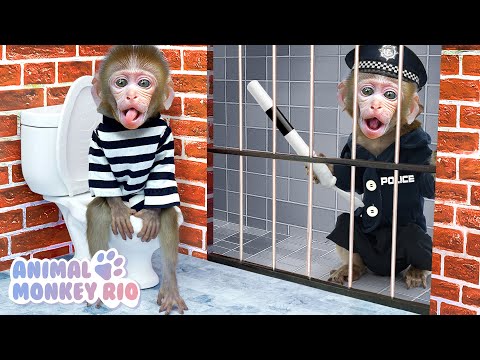 Macaco Rio escapa do Awesome Maze Challenge e cuida do Patinho | Animal Monkey Rio