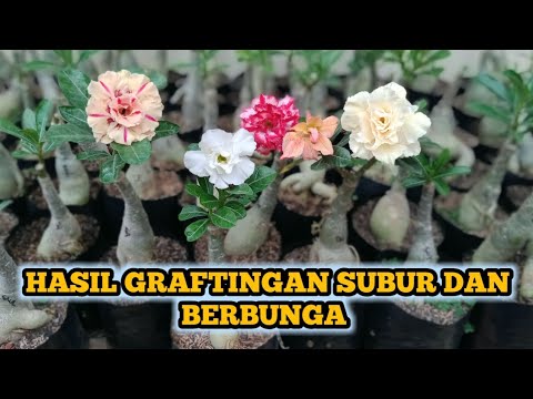 Grafting results thrive and flower