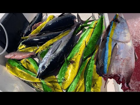 all the MAHI & TUNA you can DREAM OF! (Live baiting Jupiter Florida)