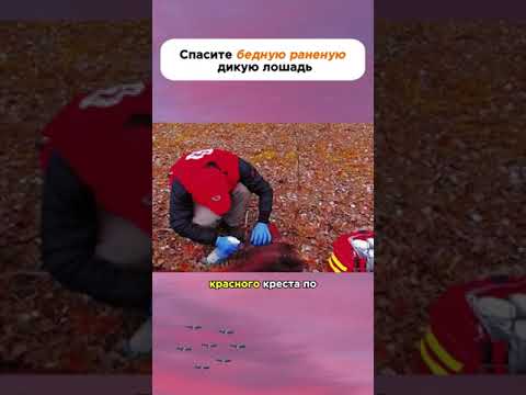 Спасите бедную раненую дикую лошадь🥺