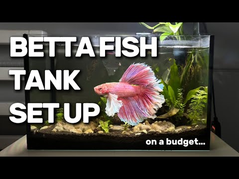 BETTA FISH TANK SETUP! on a budget!