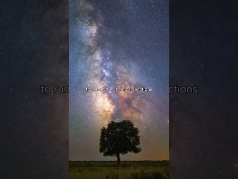 Why Humans Share DNA With Trees