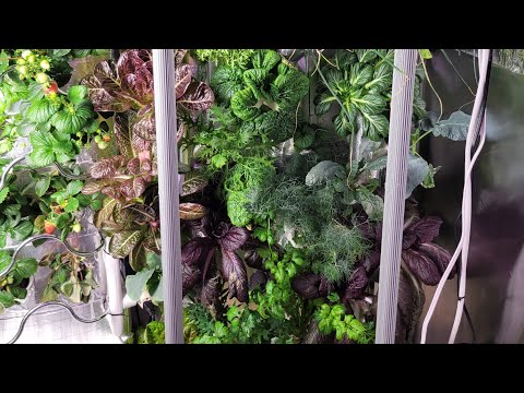 Hydroponic Indoor Garden, Gardyn,  Iharvest,  Lettuce Grow,  DWC, RDWC, Aerogarden.