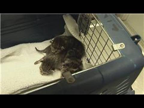 Kitten & Cat Care : What to Do When Kittens Are Born - YouTube