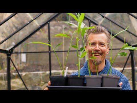 Kökets trädgård del 5 - Odla ingefära - Köket