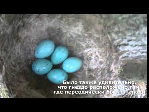 , title : 'Что за птица несет голубые яйца?
