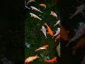 Do fish feel pain?