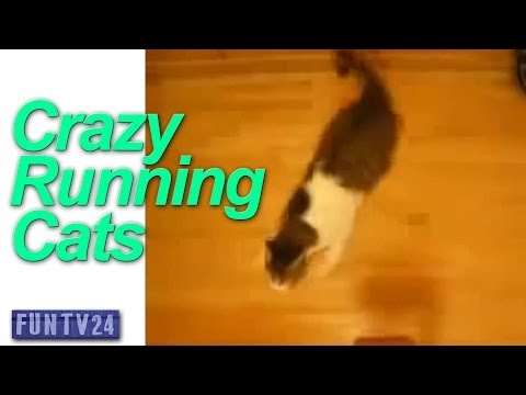Cat Running - running cats - kitten runs around like crazy