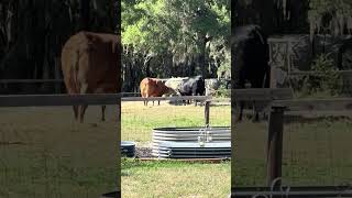 We have split up into two factions #cow #farming #farmlife #shorts