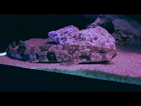 トラザメ Cloudy Catshark Scyliorhinus torazame
