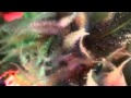 Laid Blak - My eyes are red (dubstep remix) 