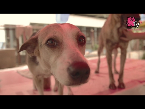 download lagu mp3 mp4 Paws Animal Adoption Center, download lagu Paws Animal Adoption Center gratis, unduh video klip Paws Animal Adoption Center