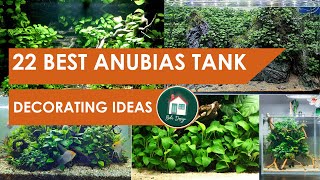 Download lagu 22 Best Anubias Planted Tank Decorating Ideas mp3