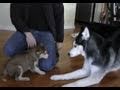 Laika Meets Mishka Moki