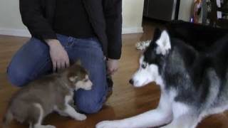 Laika meets Mishka &amp; Moki!