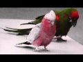 Le Cafe ( Arabian Dance) Ottmar Liebert