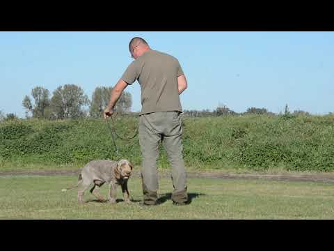 Palmiro- first walking on the leash 5