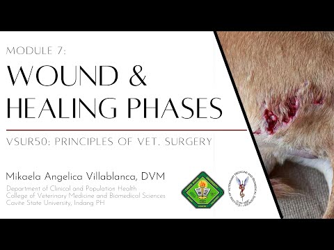 VSUR50: Module 7 Wounds and Wound Healing