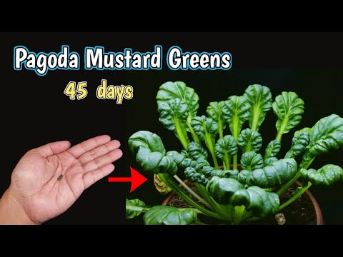 Growing Pagoda Mustard Greens From Seeds I timelapse for 45 days