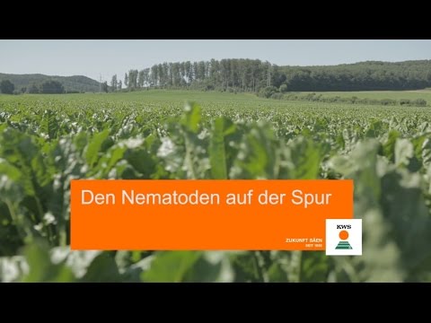KWS Beratungsvideo: Den Nematoden auf der Spur