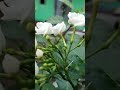 23 August 2025 Flowers Tree Gardening Naturelovers Whithe Bloom Green Youtubeshorts