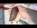 SAM 0864 MP4