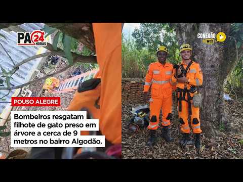Vídeo: Bombeiros resgatam filhote de gato preso em árvore a cerca de 9 metros no bairro Algodão.