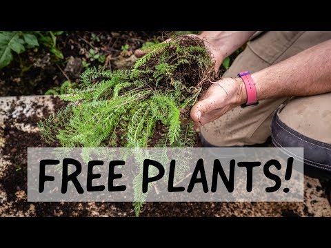 How to Divide a Plant