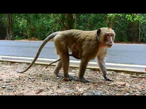 Anna attacked baby Ara monkey, Aron kidnap Ara monkey 987