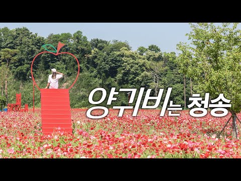 [온통청송] 청송정원 양귀비