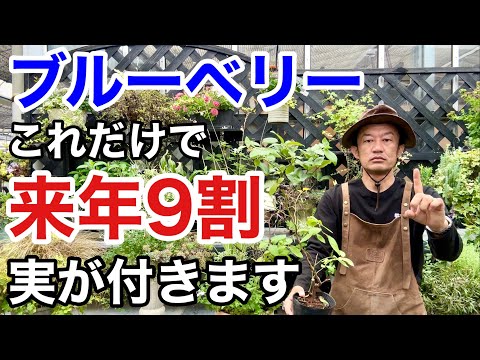灰を菜園にいつ入れるのですか？すべての理由と理由!  庭園