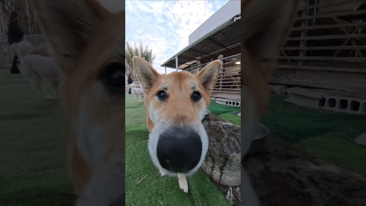 柴犬ボブです！　#柴犬