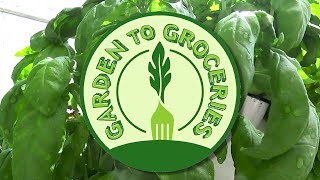 Tower Garden® & the Boys and Girls Club: Garden to Groceries