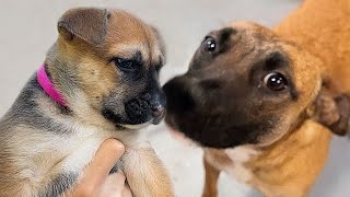 Foster Puppies Say Goodbye To Their Mom...