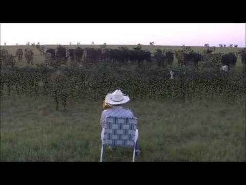 Hombre llama a su ganado con un trombón