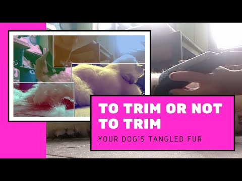 YouTube video about: How to shave a matted dog at home?