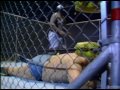 Andre The Giant Vs Kamala The Ugandan Giant October 21 1984 Cage Match