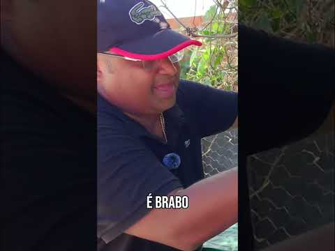 “Exclusivo Bahia Brasil — força, temperamento e genética que impressionam!”