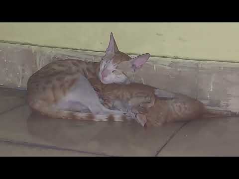 kitty cat videos | cute cat video | Cute Indian cat | indian street cat